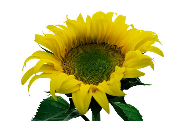 istock Yellow sunflower bouquet in a refreshing morning 921075128