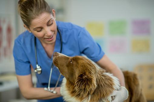 A female vet and a border collie dog are indoors in a medical office. The vet is trying to hold the dog to perform a checkup.