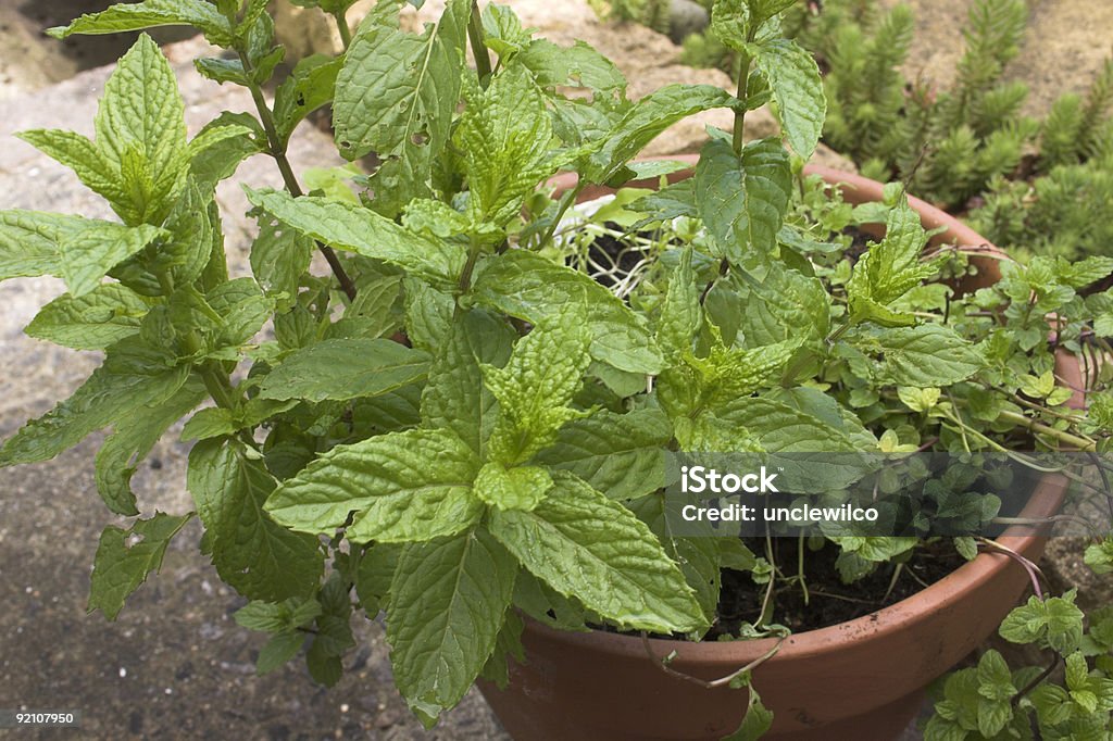 Mint de hierbas (Mentha - Foto de stock de Alimento libre de derechos