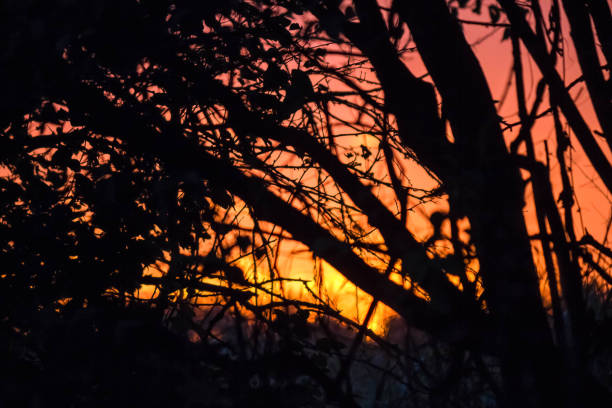 istock dawn in the field among the trees 921080994