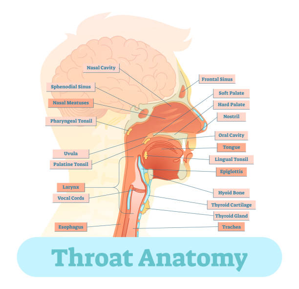 Throat anatomy vector illustration diagram. Throat anatomy vector illustration diagram, educational medical scheme. tonsil stock illustrations