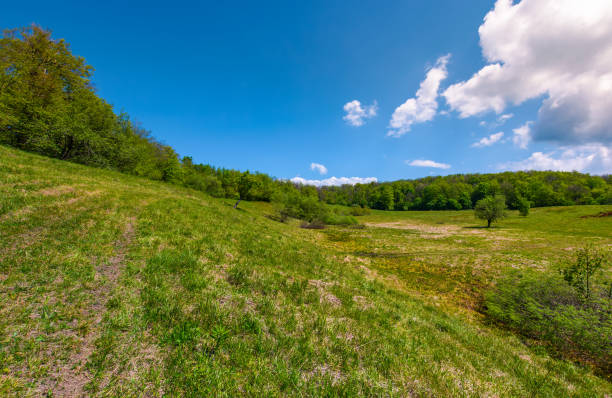 istock grassy glade on hill among the forest 921086408