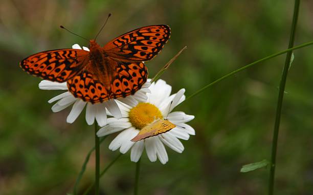 Orange Schmetterling ruhen auf daisy – Foto