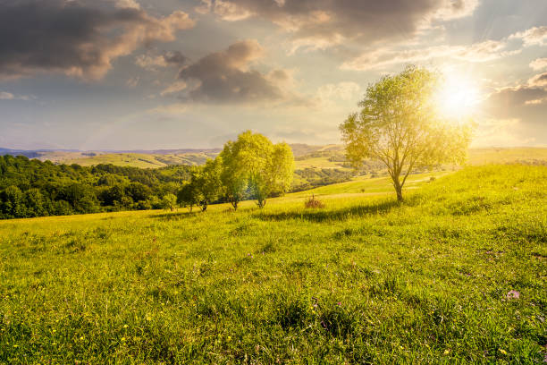 istock row of trees on grassy slope at sunset 921088874
