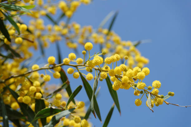 istock Flowers of mimosa 921089154