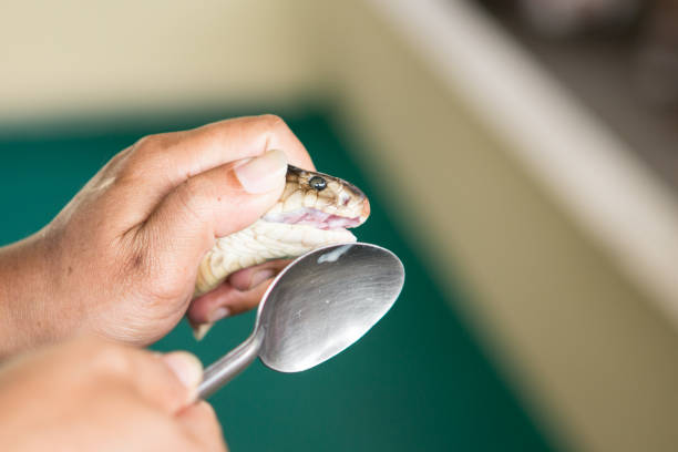 istock the trainer holds the poisonous Cobra 921089182