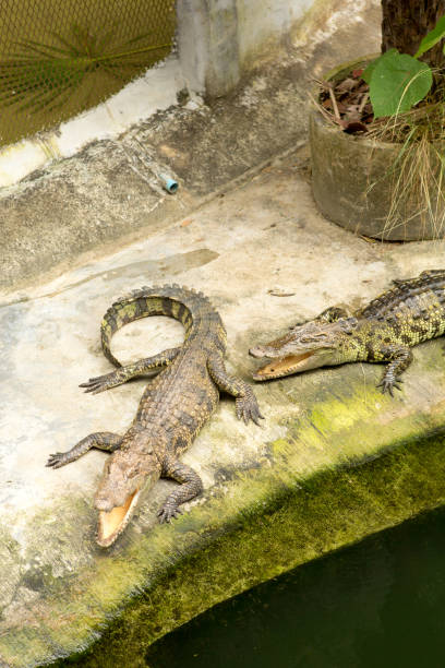 istock THAILAND Crocodile Farm and Zoo 921089700