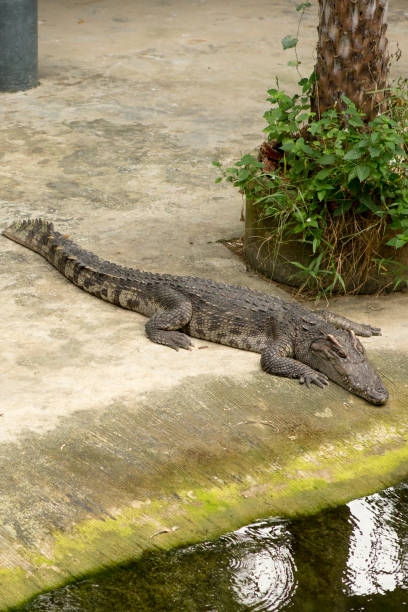 istock THAILAND Crocodile Farm and Zoo 921089744