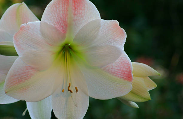 Amarylis Bloom - foto de acervo