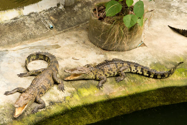 istock THAILAND Crocodile Farm and Zoo 921091844