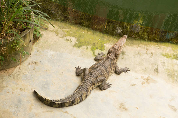 istock THAILAND Crocodile Farm and Zoo 921092044