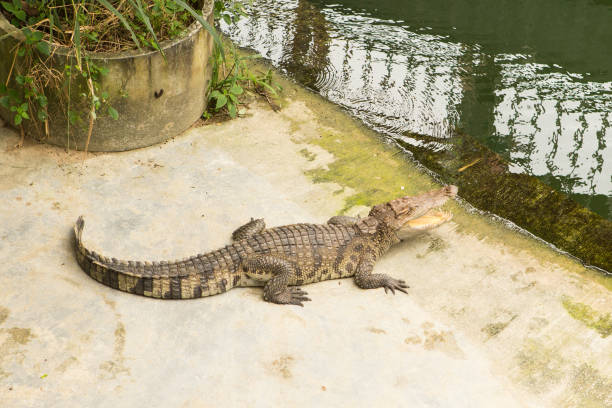 istock THAILAND Crocodile Farm and Zoo 921092048