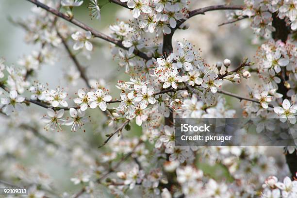 Flores De Fundo - Fotografias de stock e mais imagens de Abril - Abril, Azul, Botão - Estágio de flora