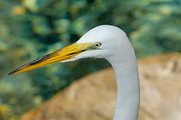 Heron up close stock photo