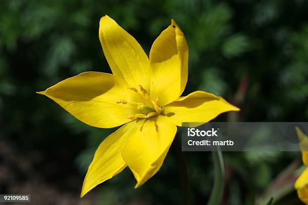 Yellow Star Stock Photo - Download Image Now - 6-7 Years, Number 6, Star - Space