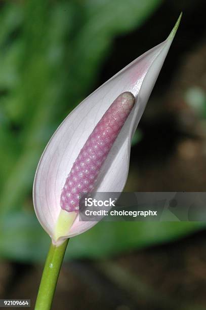 Desgarro De La Naturaleza Foto de stock y más banco de imágenes de Aire libre - Aire libre, Color - Tipo de imagen, Escena de tranquilidad