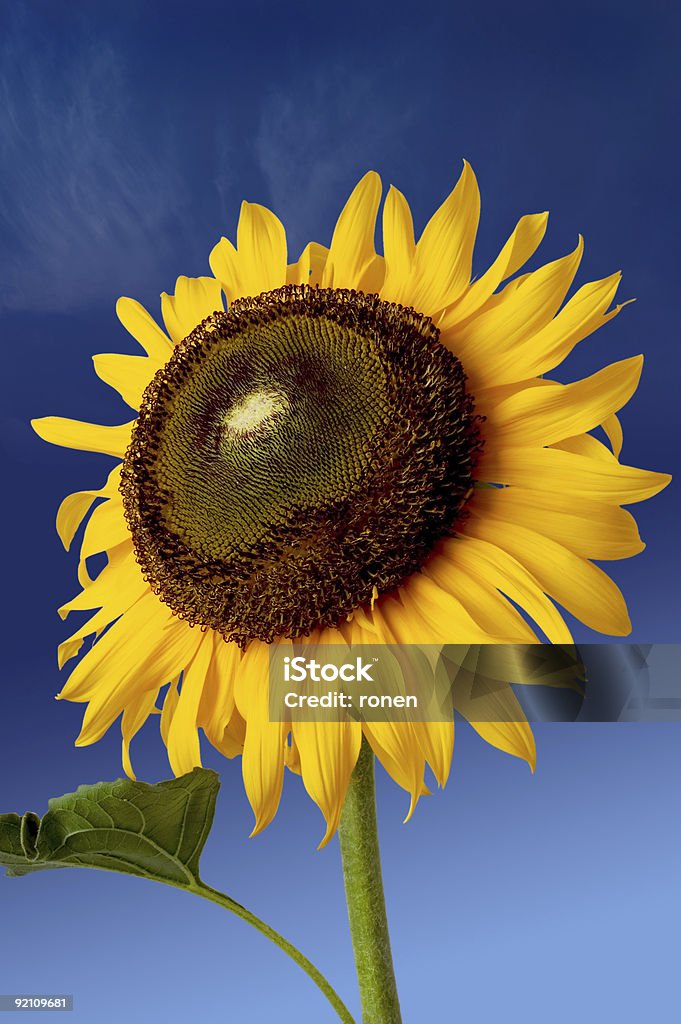 Sun flower  Color Image Stock Photo