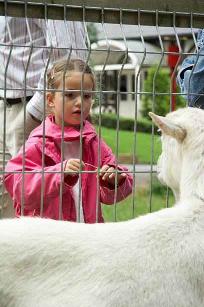 istock young girl feat the goat 92110064