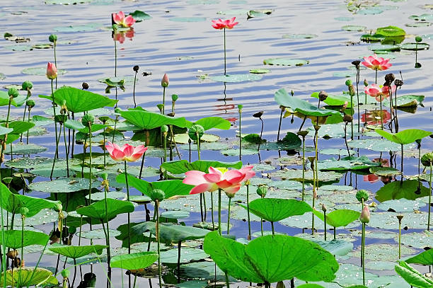 lotus stock photo