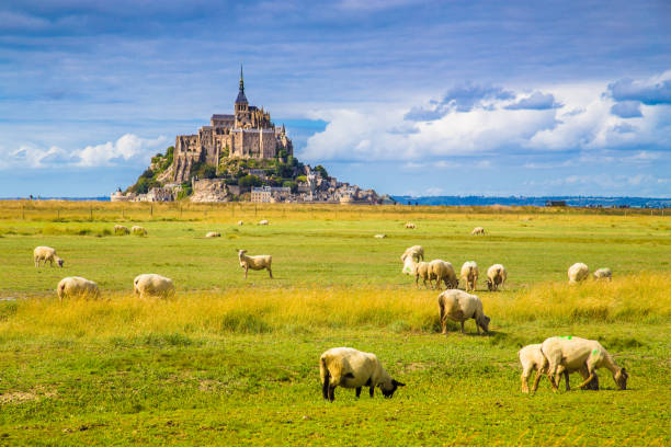 Le Mont Saint-Michel with sheep grazing on green meadows in summer, Normandy, France Beautiful view of famous historic Le Mont Saint-Michel tidal island with sheep grazing on fields of fresh green grass on a sunny day with blue sky and clouds in summer, Normandy, northern France mont saint michel photos stock pictures, royalty-free photos & images