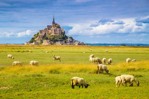 Beautiful view of famous historic Le Mont Saint-Michel tidal island with sheep grazing on fields of fresh green grass on a sunny day with blue sky and clouds in summer, Normandy, northern France
