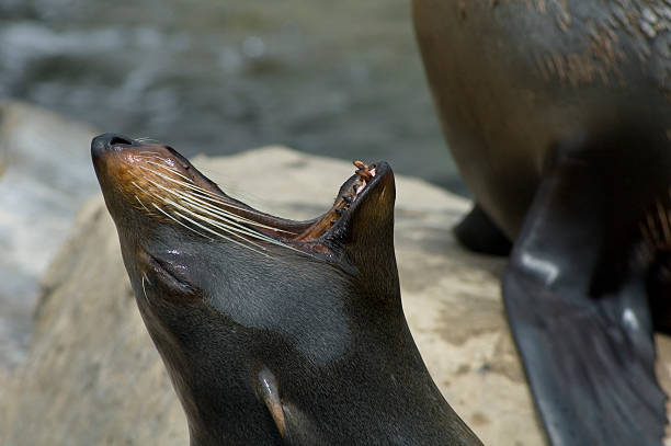 istock Californian sea lion yawning 92110309
