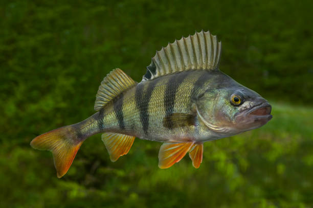 pescado perca viva aislado en fondo verde natural - wading fotografías e imágenes de stock