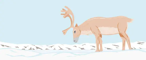 Vector illustration of Northern deer