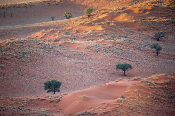 istock Namib Rand Nature Reserve, Namibia 921104538