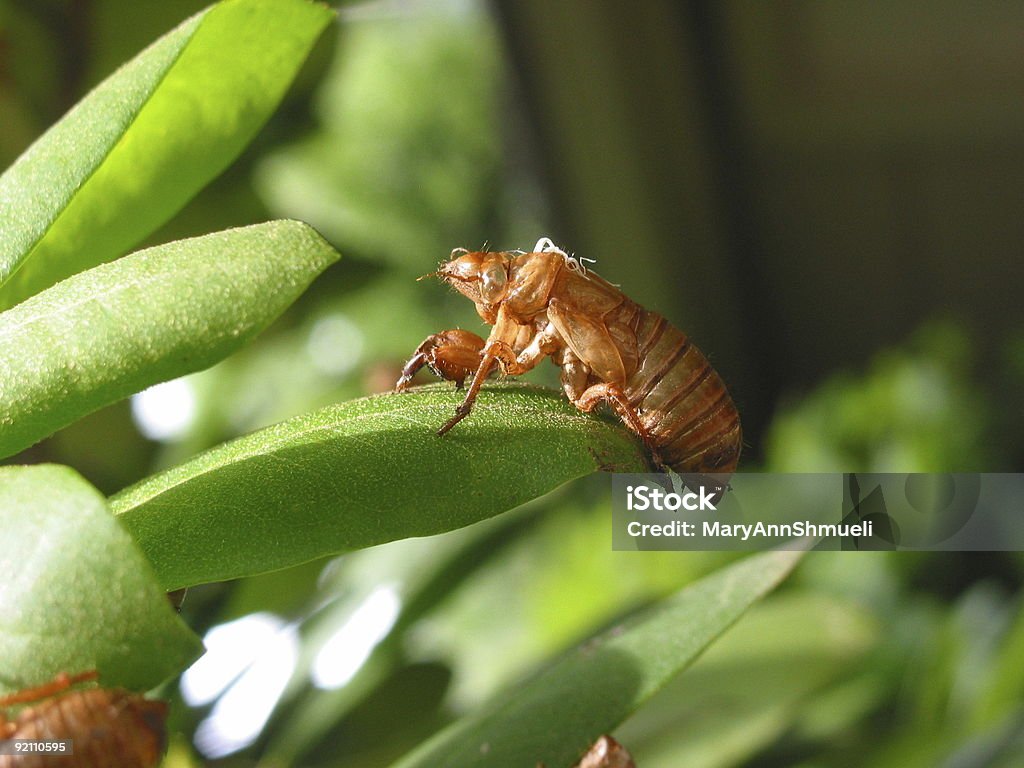 Cicala pelle - Foto stock royalty-free di Cicala