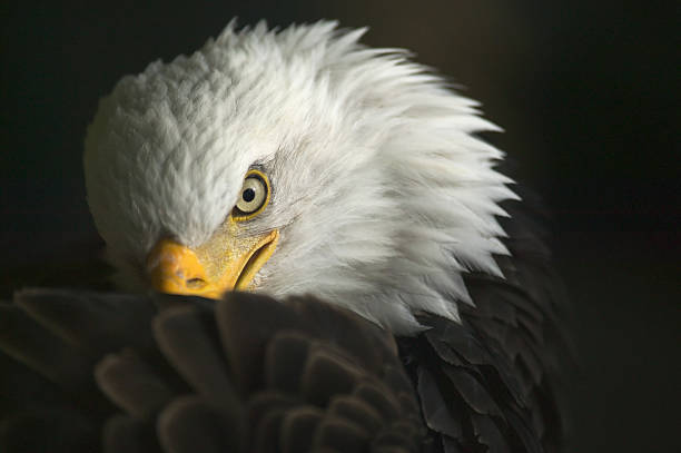 American Bald Eagle Eye stock photo