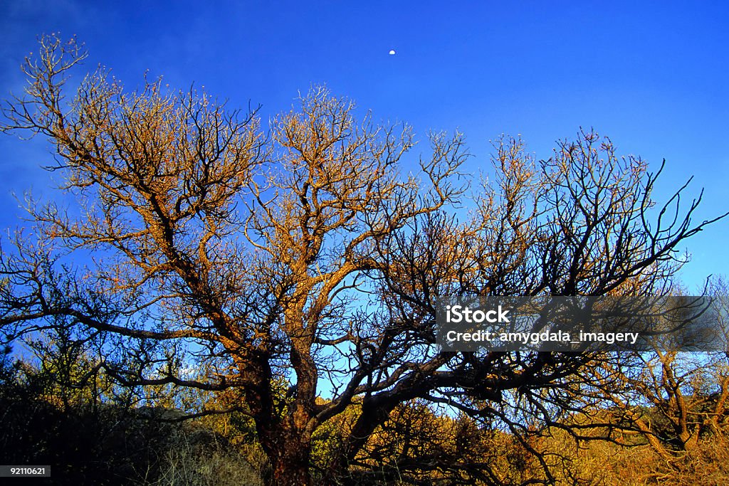 Atardecer de árbol - Foto de stock de Montañas Sandía libre de derechos