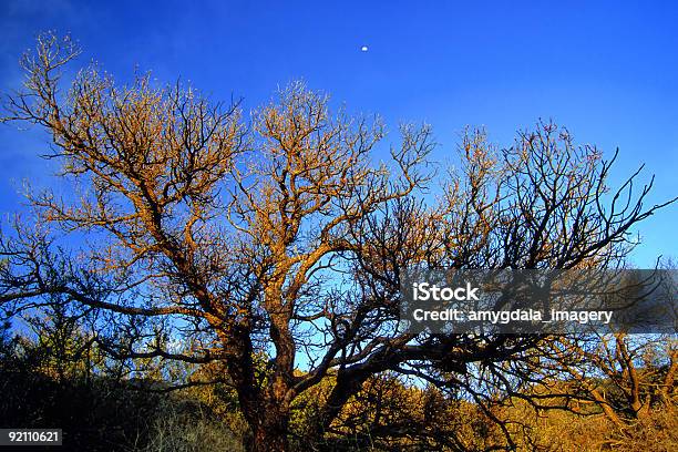 Albero Al Tramonto - Fotografie stock e altre immagini di Monti Sandia - Monti Sandia, Albero, Albuquerque