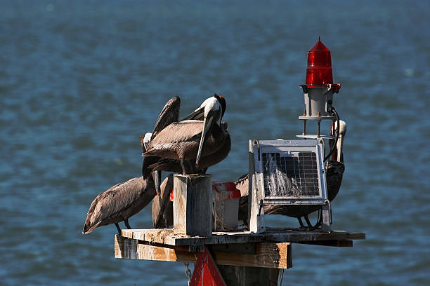 Pelicans Perched on a Pylon in Galveston Bay stock photo