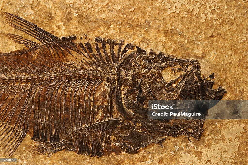 Fossil fish-detalhe - Foto de stock de Fotografia - Imagem royalty-free