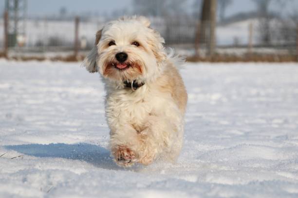 istock small dog in the snow 921109364