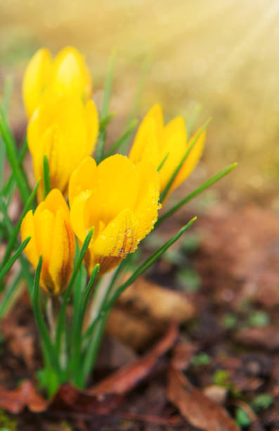 istock Yellow crocuses in spring garden.Easter card 921109554
