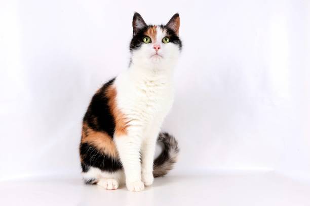istock colorful cat portrait 921109668
