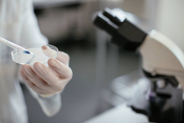 istock Senior male scientist doing research 921109876