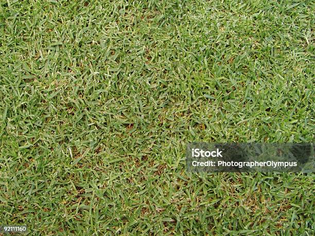 Grass Texture Stock Photo - Download Image Now - Color Image, Horizontal, No People