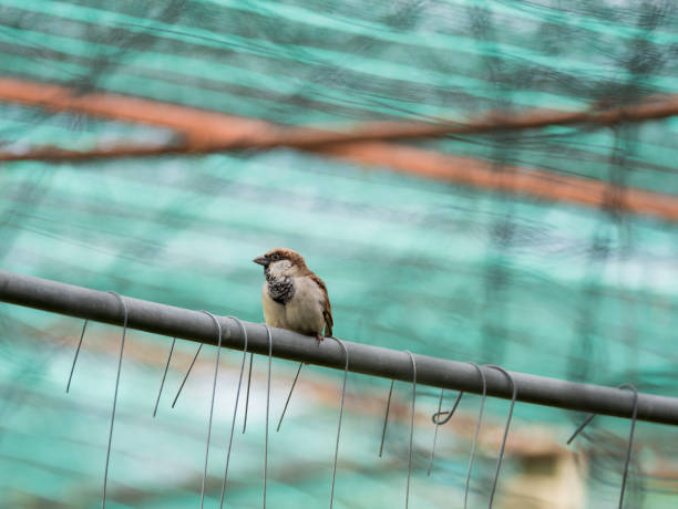 istock Ricebird Perched on a Steel Rod 921112102