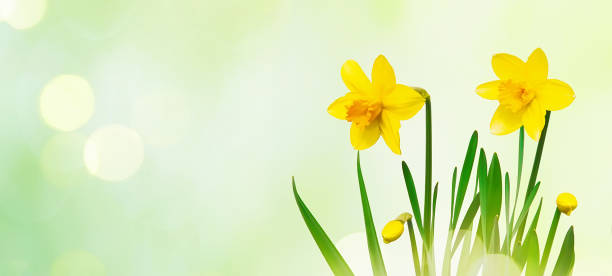 istock Nature spring background with Yellow daffodils flowers 921112186