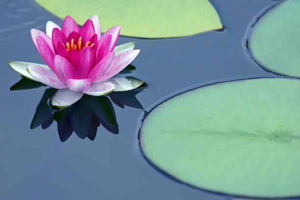 istock bright red flower lily lotus water 921112388