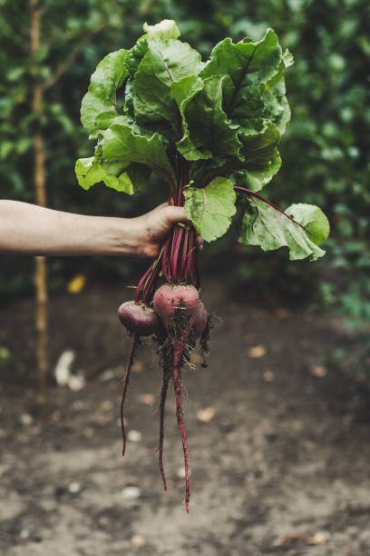 istock Harvest vegetables: a bunch of fresh vegetables in hand - beets 921114122