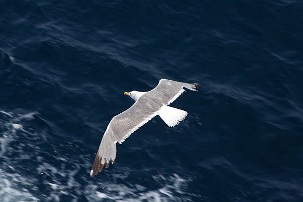 Seagull  in wide-winged flight over dark blue sea stock photo