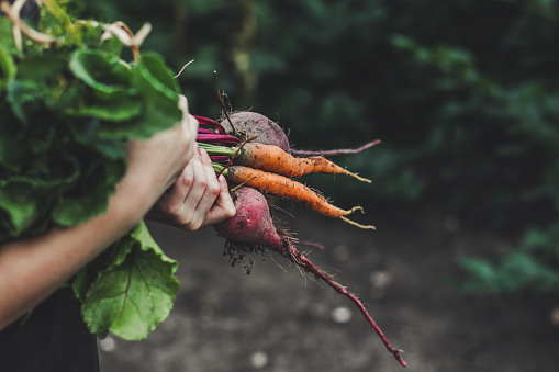 Vegetales de la cosecha: un montón de verduras frescas en sus manos (remolachas, zanahorias, habas, cebollas, ajo y otros) photo