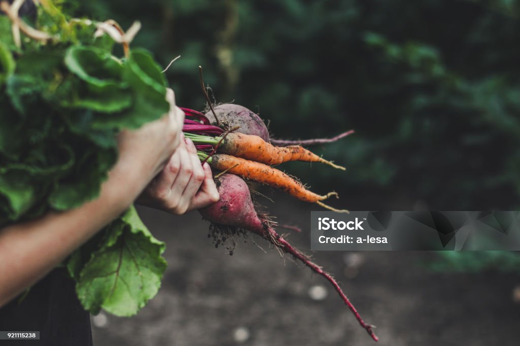 Harvest vegetables: a bunch of fresh vegetables in their hands (beets, carrots, beans, onions, garlic and others) Ripe vegetables Vegetable Stock Photo