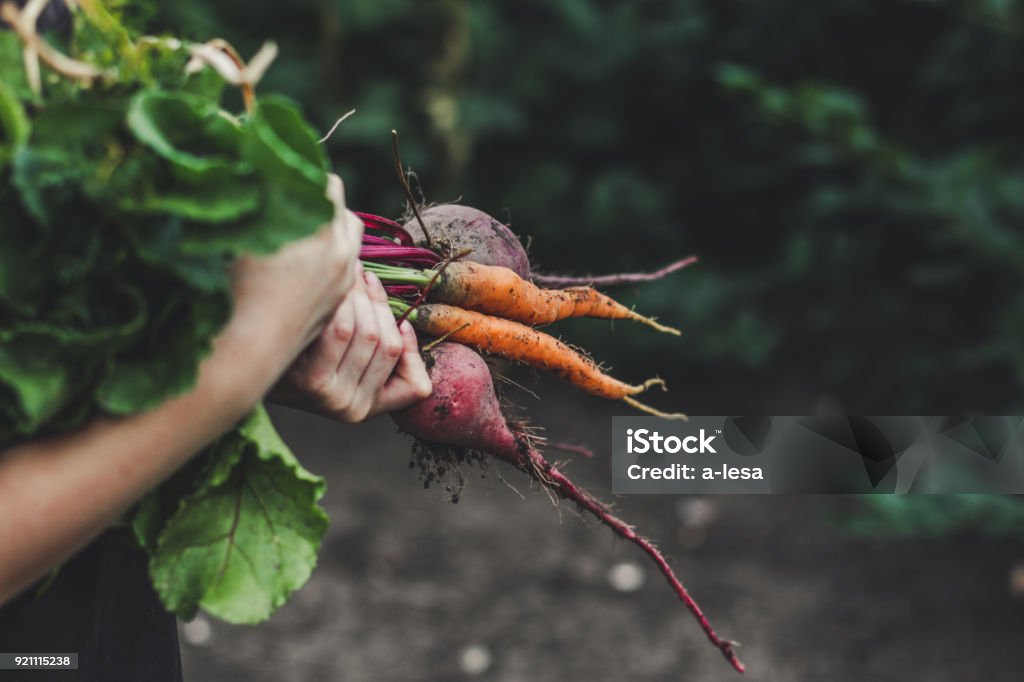 Colher legumes: um monte de legumes frescos em suas mãos (beterrabas, cenouras, feijão, cebola, alho e outros) - Foto de stock de Legume royalty-free