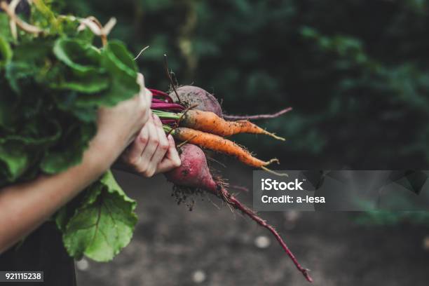 Foto de Colher Legumes Um Monte De Legumes Frescos Em Suas Mãos e mais fotos de stock de Legume