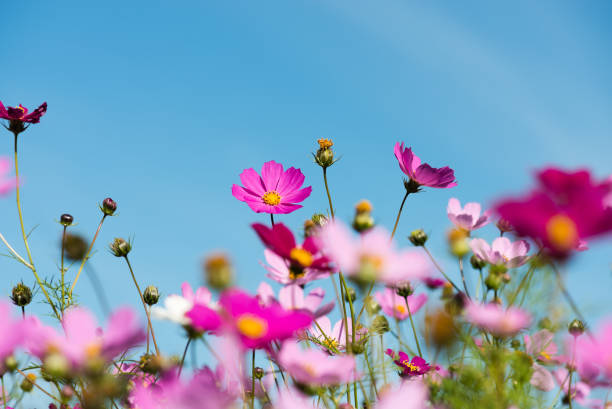 istock cosmos flowers in the garden with blue sky 921117342